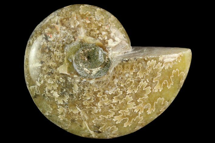 Polished, Agatized Ammonite (Cleoniceras) - Madagascar #119203